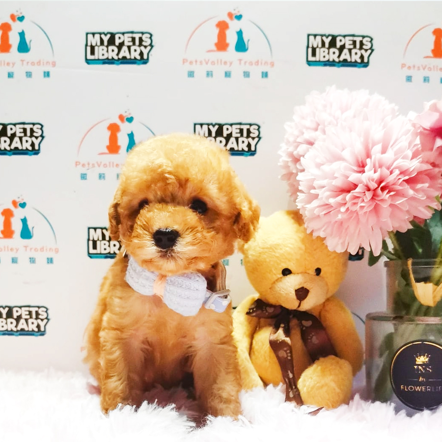 Toy Poodle Puppy (Male) For Sale