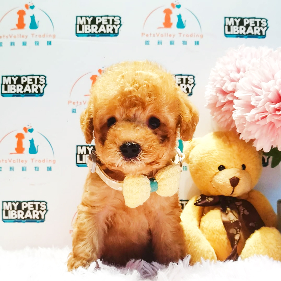 Toy Poodle Puppy (Male) For Sale