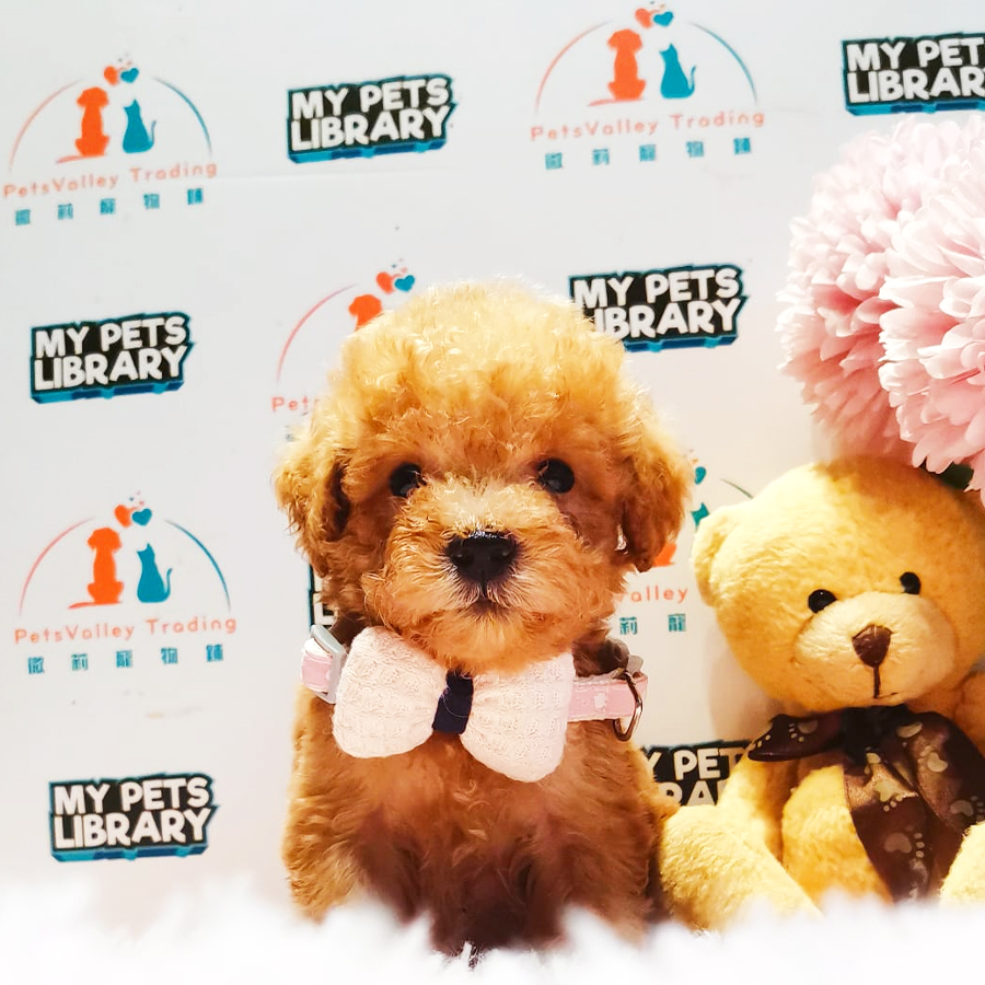 Toy Poodle Puppy (Female) For Sale
