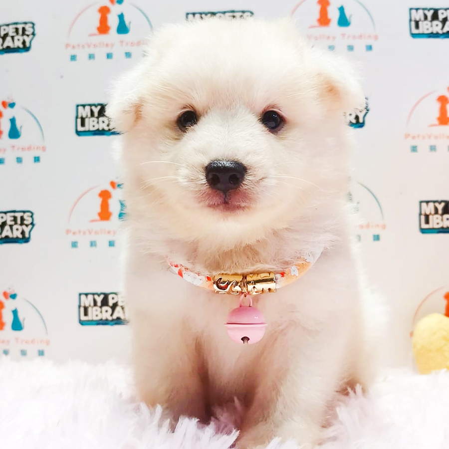 Pomsky Puppy (Male) For Sale