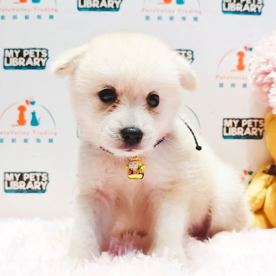 Pomsky Puppy (Male) For Sale