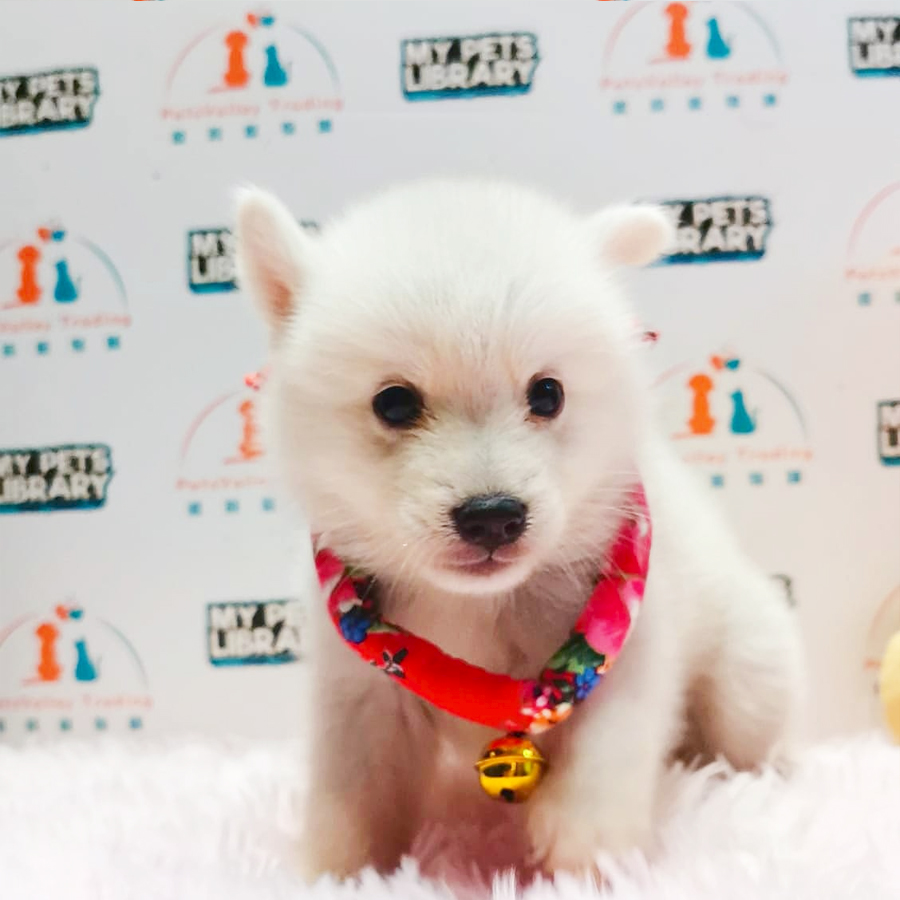 Pomsky Puppy (Male) For Sale