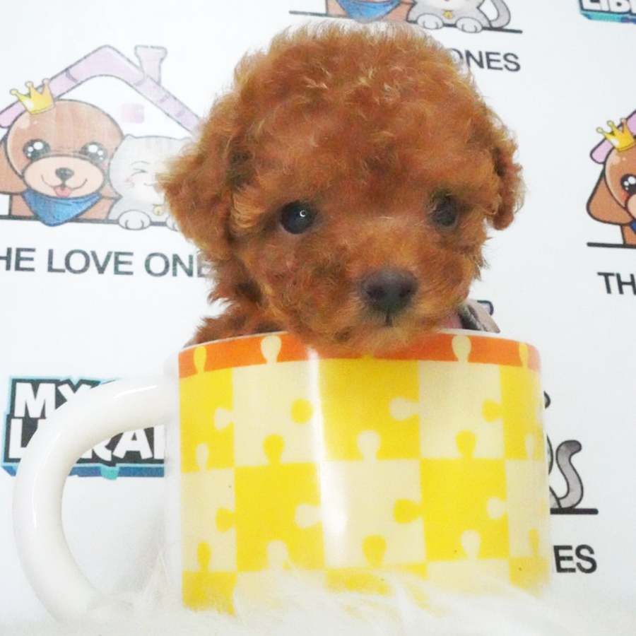 Teacup Poodle Puppy (Female) For Sale