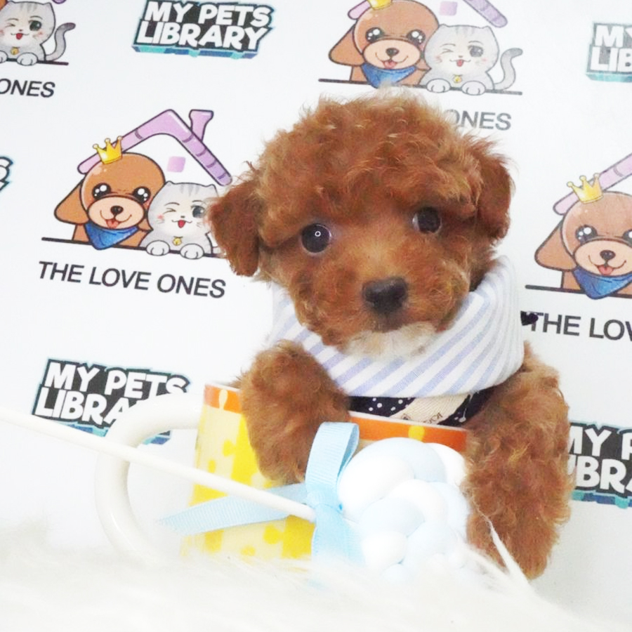 Toy Poodle Puppy (Male) For Sale