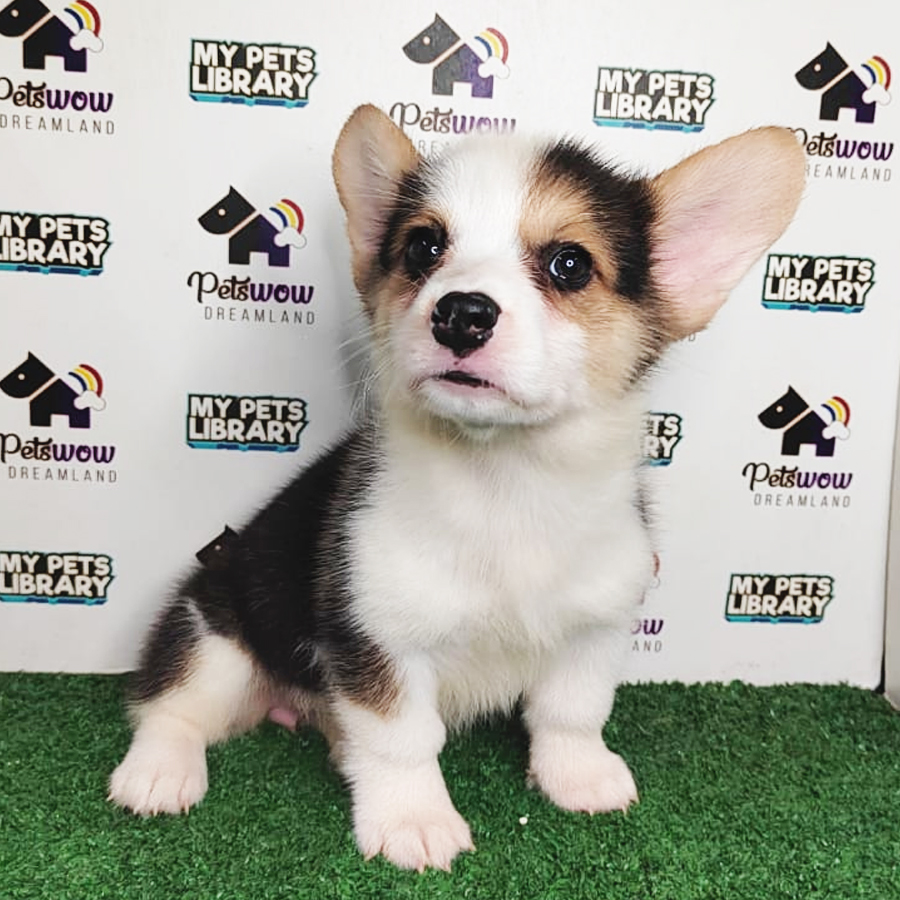 MKA Pembroke Welsh Corgi Puppy (Female) For Sale