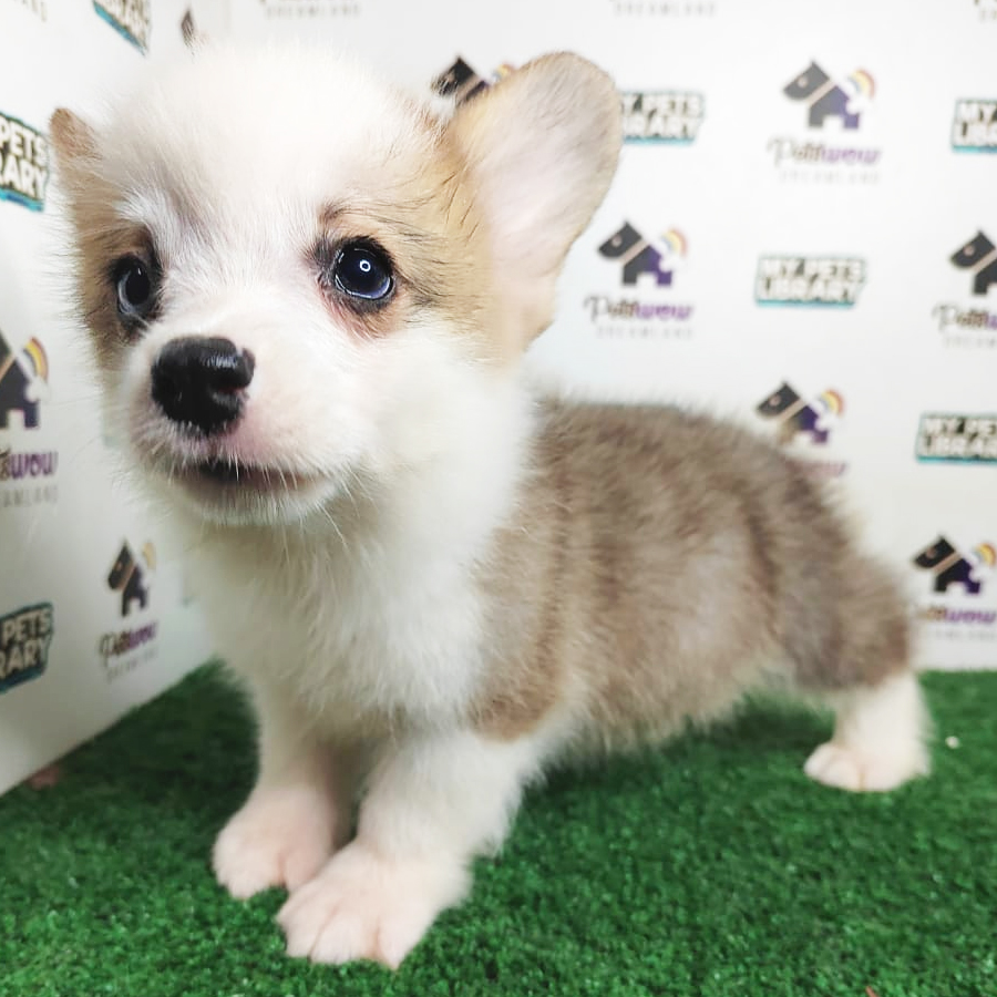 MKA Pembroke Welsh Corgi Puppy (Male) For Sale