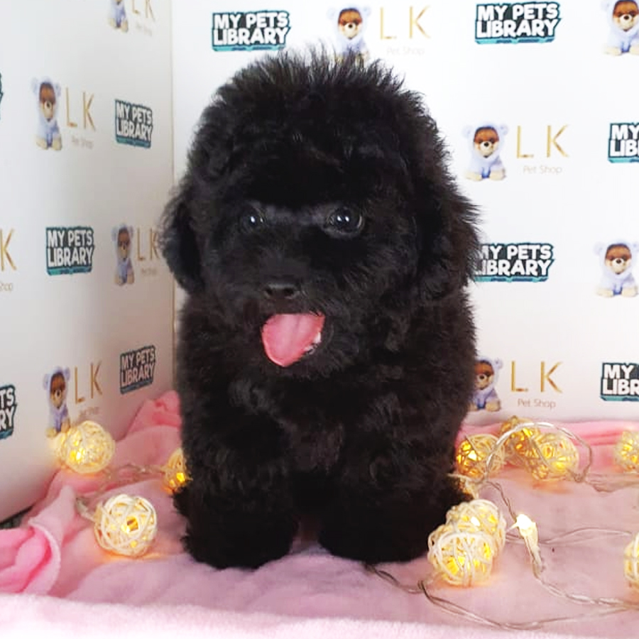 Toy Poodle Puppy (Female) For Sale