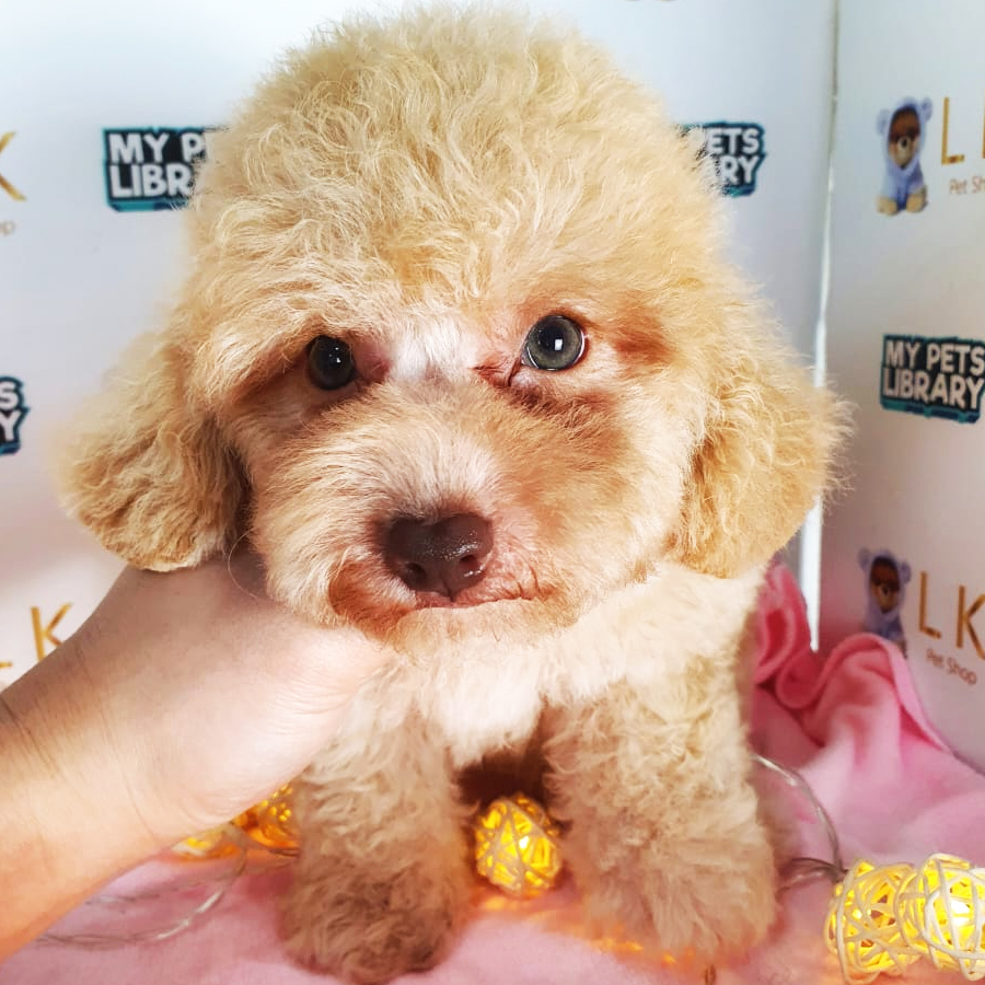 Toy Poodle Puppy (Female) For Sale