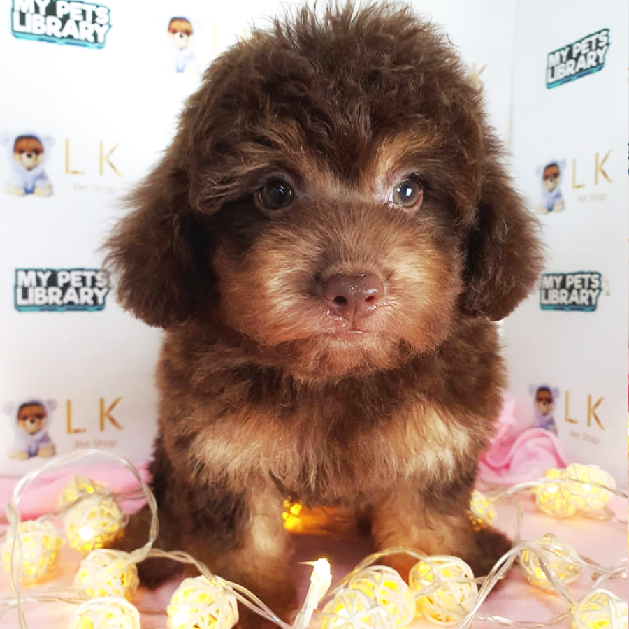 Toy Poodle Puppy (Female) For Sale