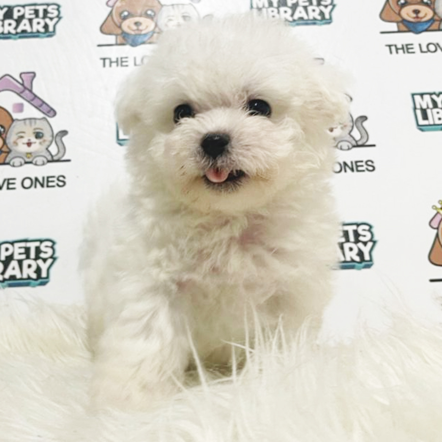 Bichon Puppy (Male) For Sale