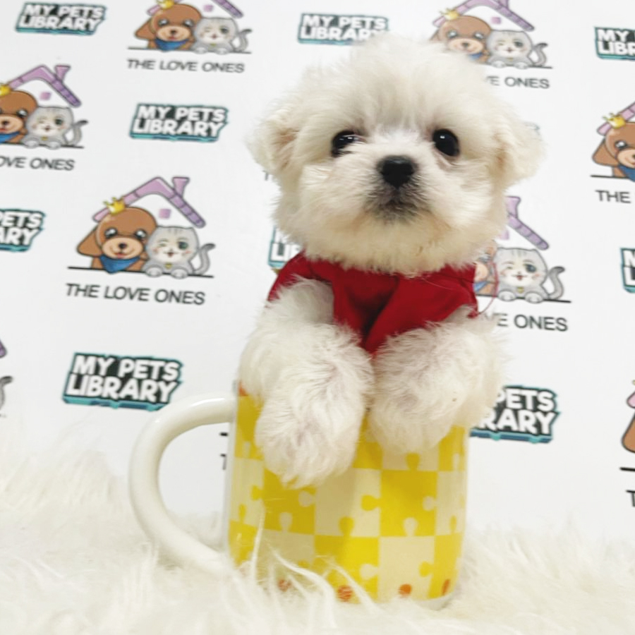 Bichon Puppy (Female) For Sale