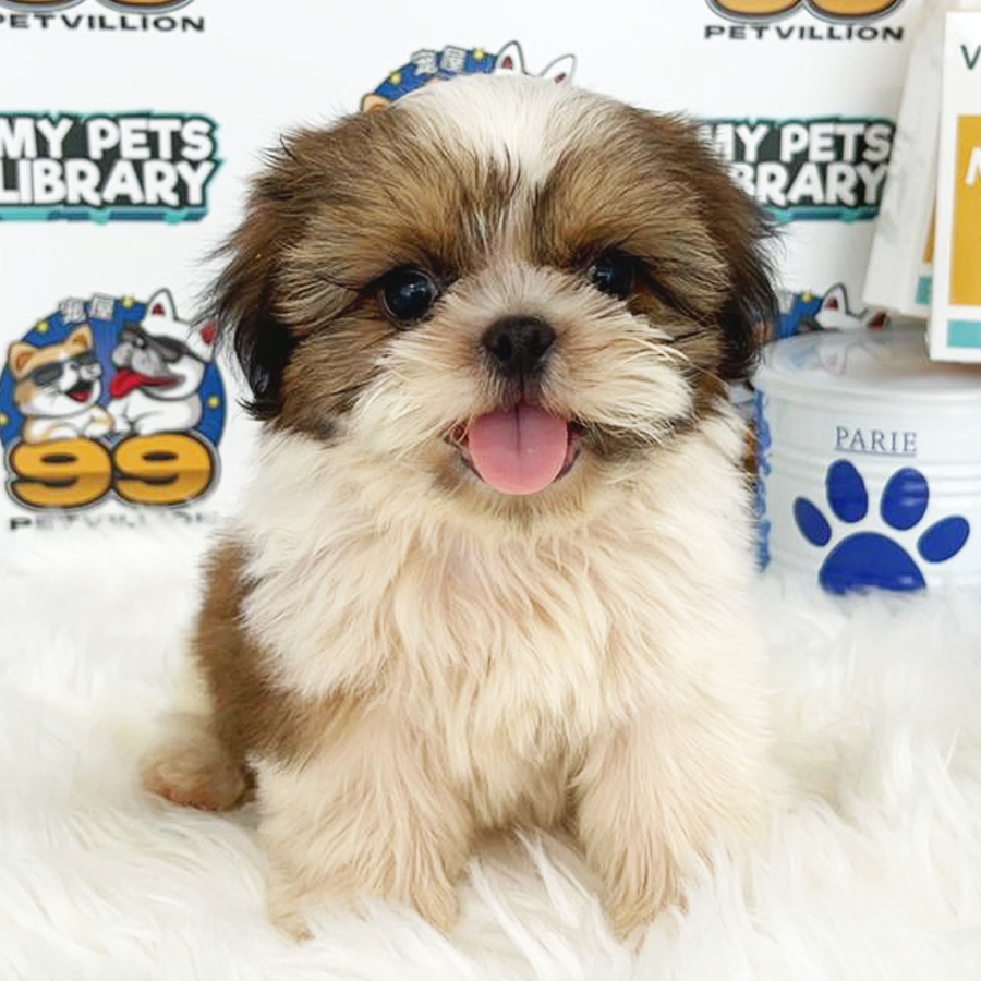 Shih Tzu Puppy (Male) For Sale