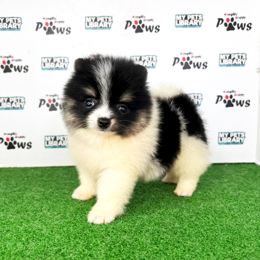 Pomeranian Puppy (Female) For Sale