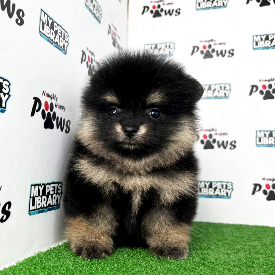 Pomeranian Puppy (Female) For Sale