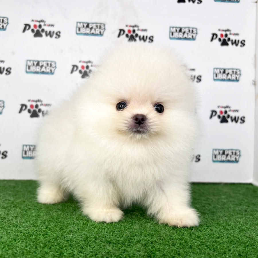 Pomeranian Puppy (Male) For Sale