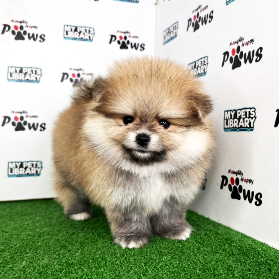 Pomeranian Puppy (Male) For Sale