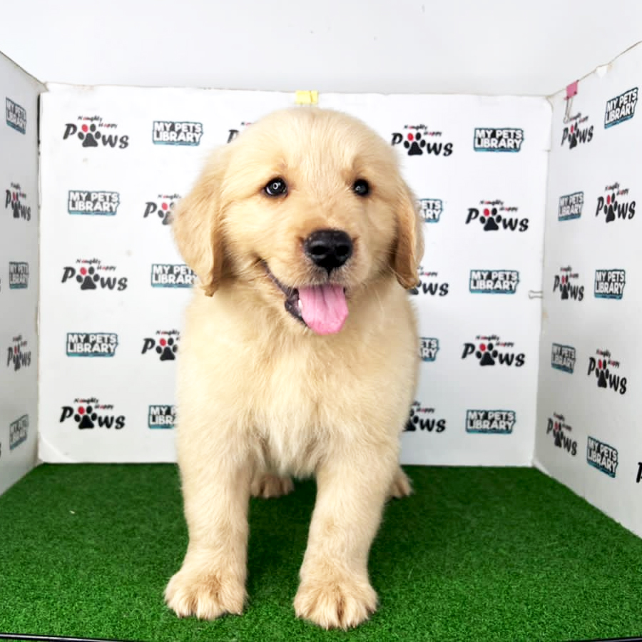 Golden Retriever Puppy (Male) For Sale