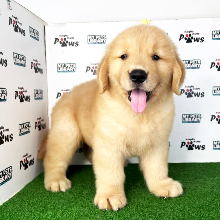 Golden Retriever Puppy (Male) For Sale