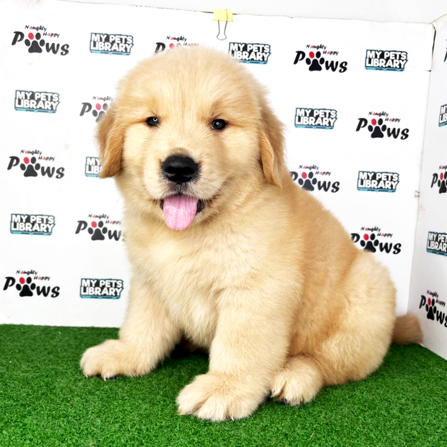 Golden Retriever Puppy (Male) For Sale
