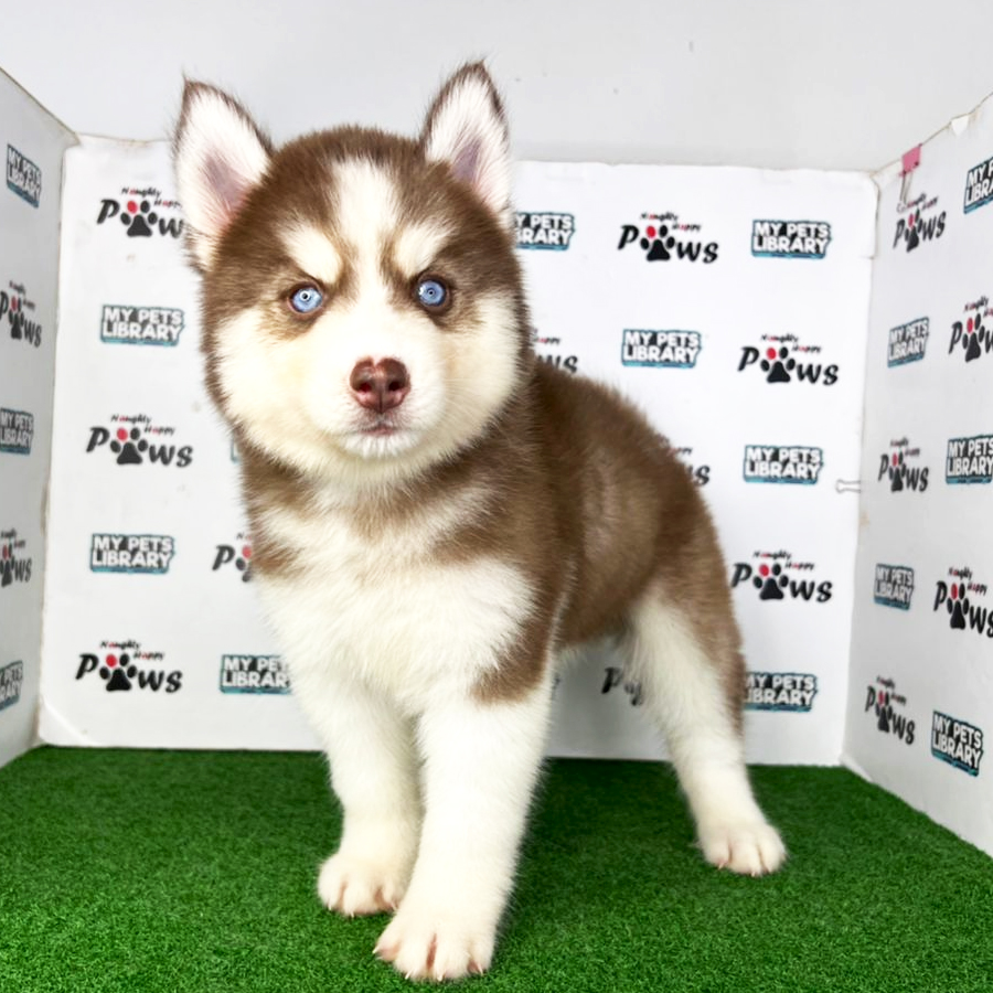 Wooly Husky Puppy (Female) For Sale