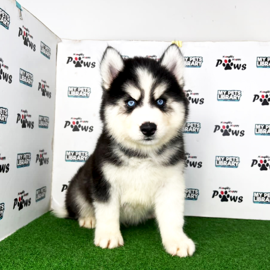 Wooly Husky Puppy (Male) For Sale