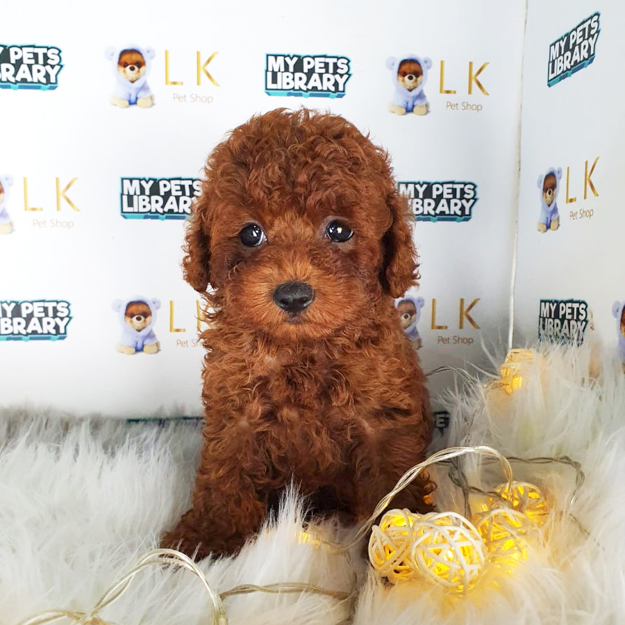 Toy Poodle Puppy (Male) For Sale