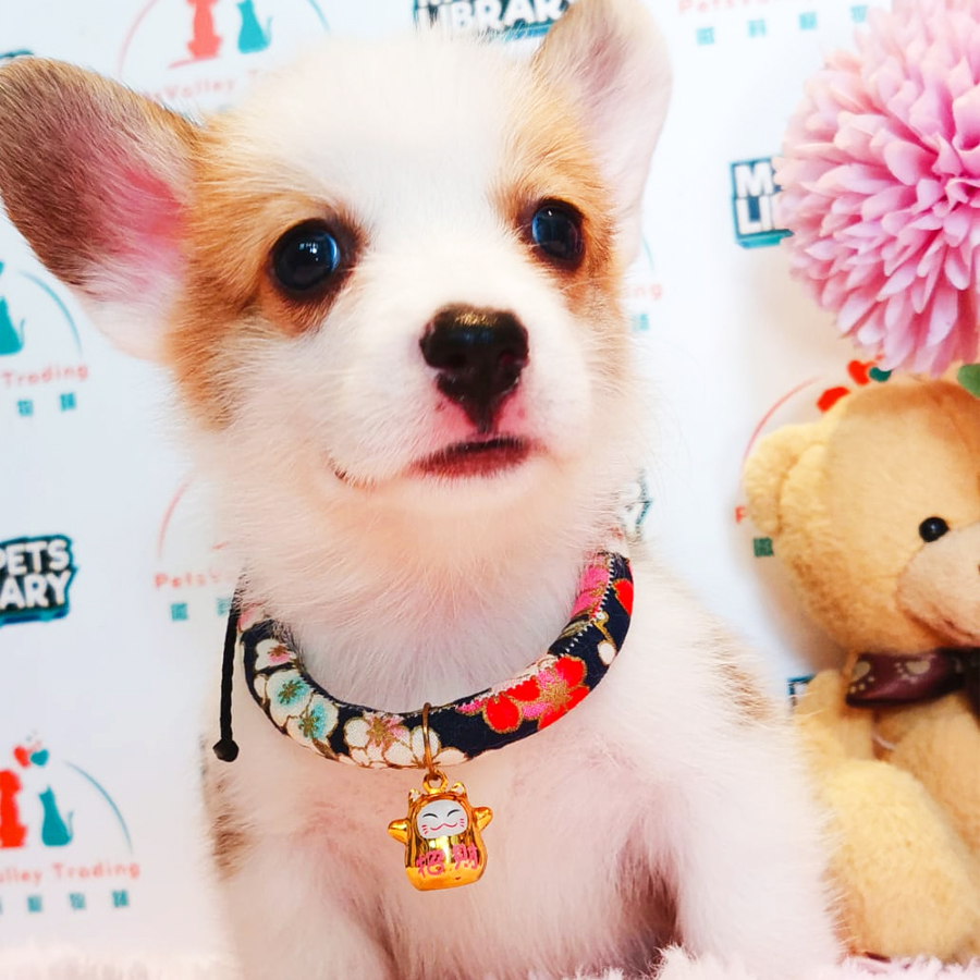 Welsh Corgi Puppy (Male) For Sale
