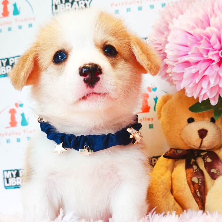 Welsh Corgi Puppy (Male) For Sale