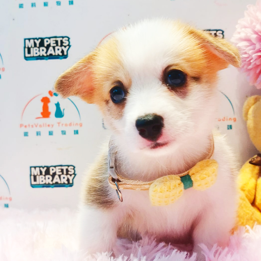 Welsh Corgi Puppy (Female) For Sale