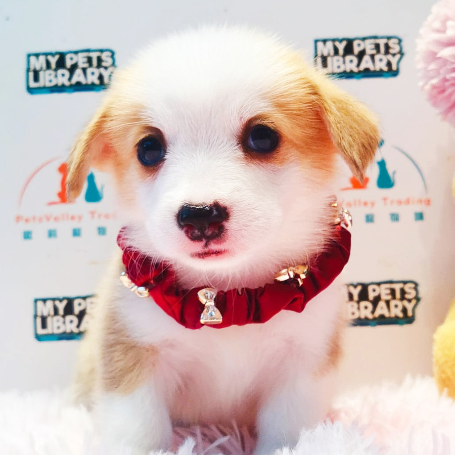 Welsh Corgi Puppy (Female) For Sale