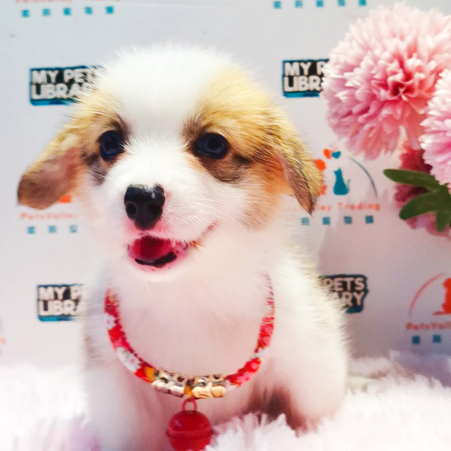 Welsh Corgi Puppy (Female) For Sale