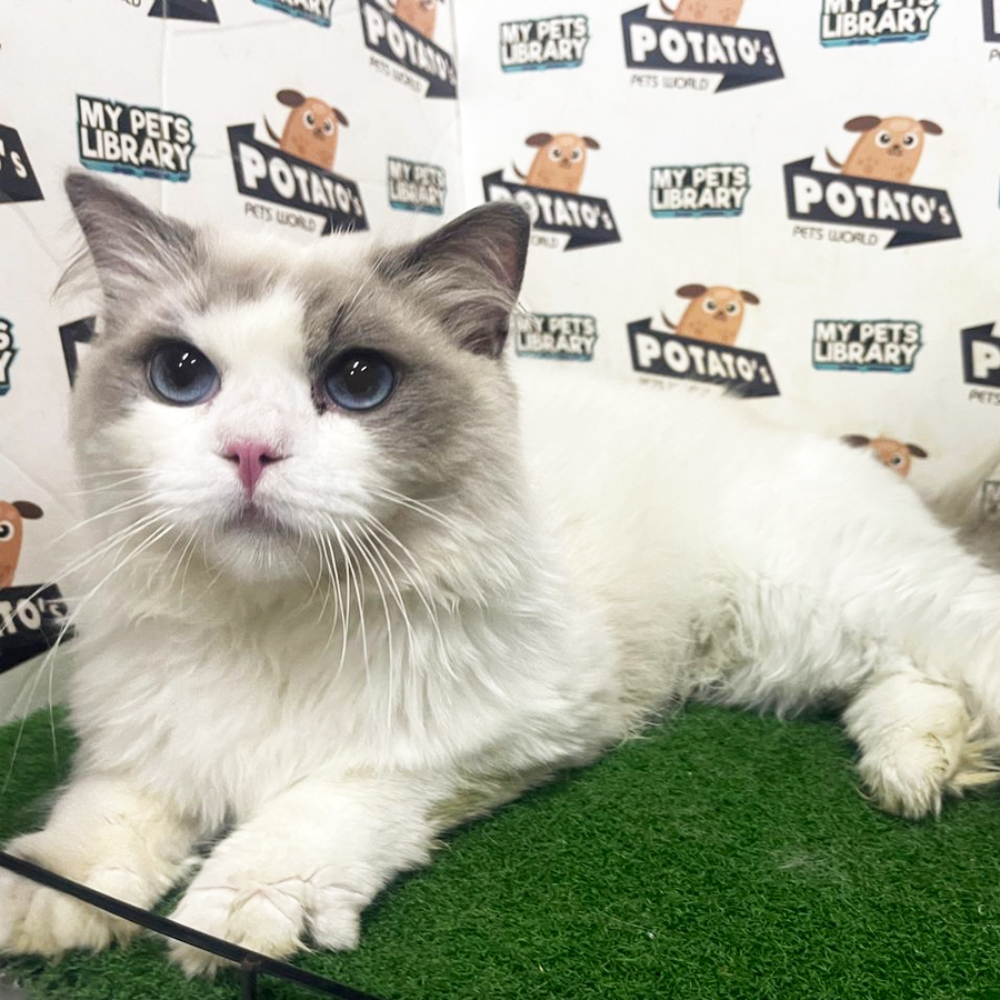 CFA Ragdoll Kitten (Male) For Sale