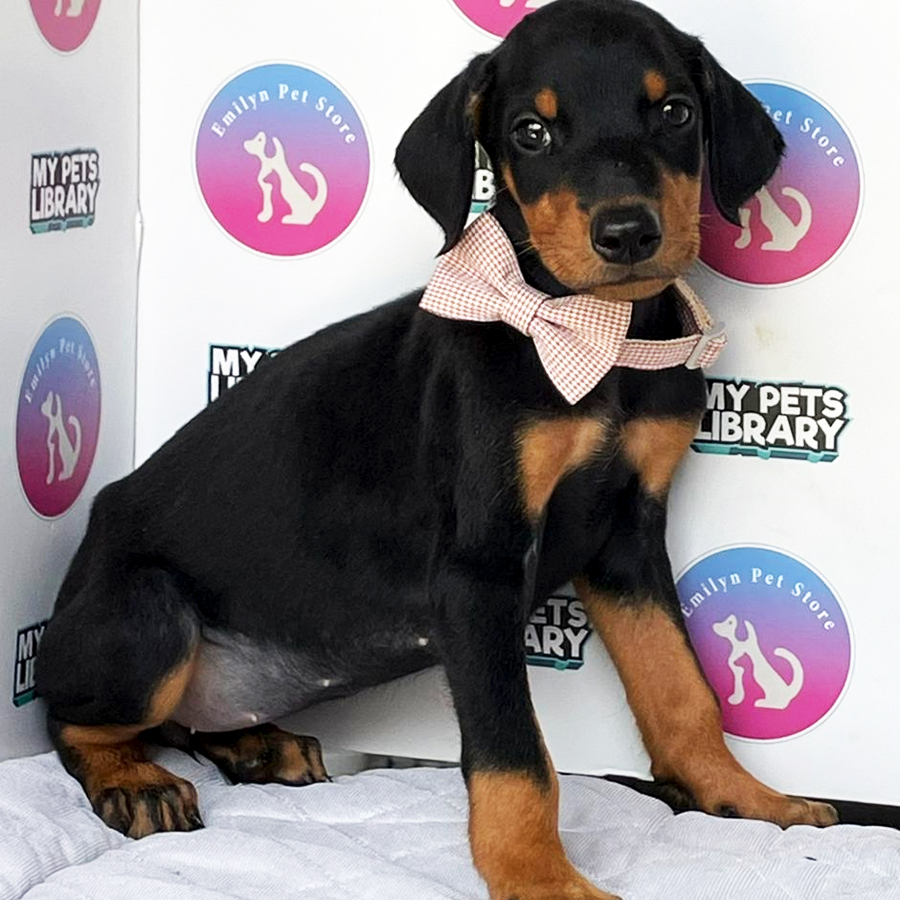 Doberman Puppy (Female) For Sale