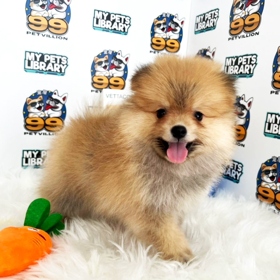 Pomeranian Puppy (Female) For Sale