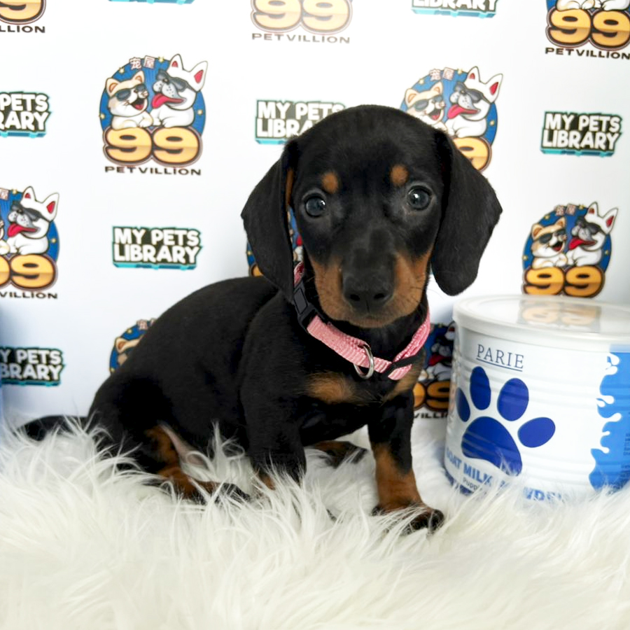 Mini Dachshund Puppy (Female) For Sale