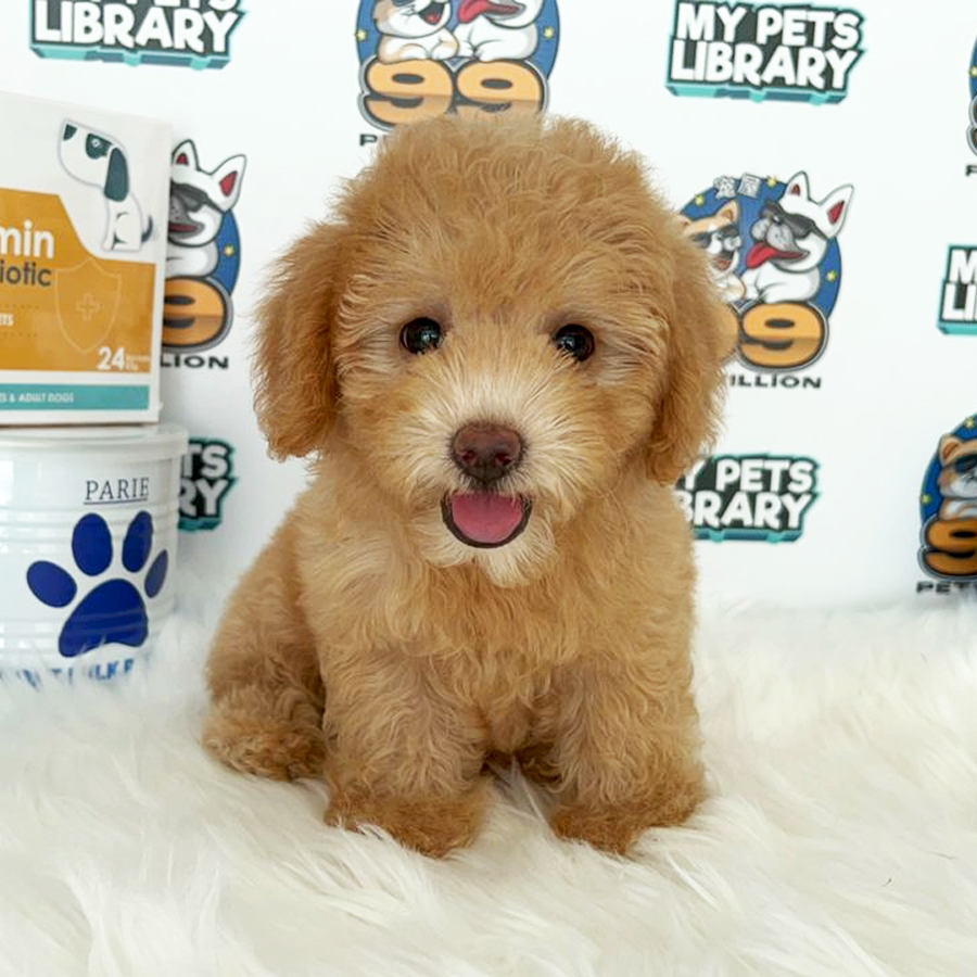 Toy Poodle Puppy (Female) For Sale