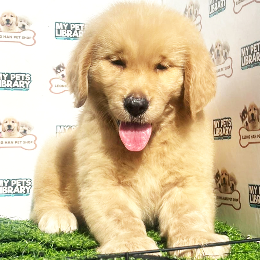 Golden Retriever Puppy (Male) For Sale
