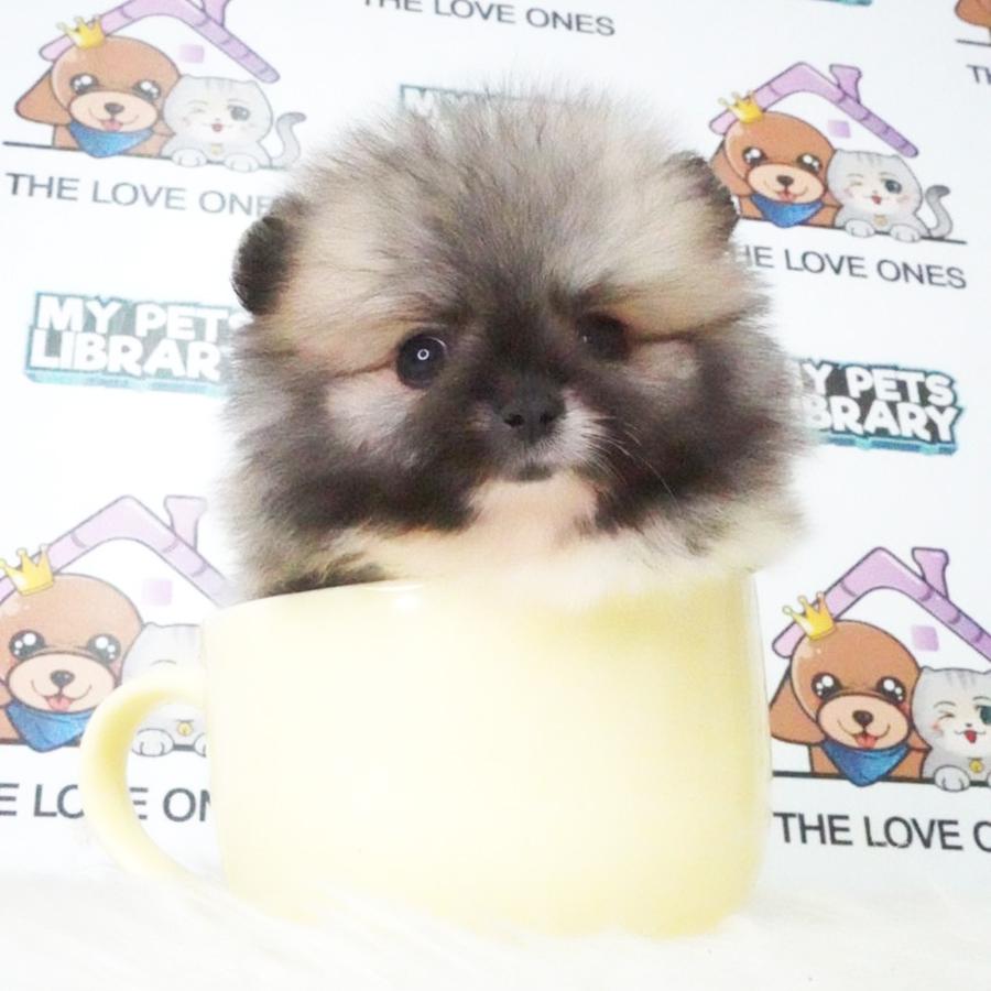 MKA Tiny Pomernaian Puppy (Female) For Sale