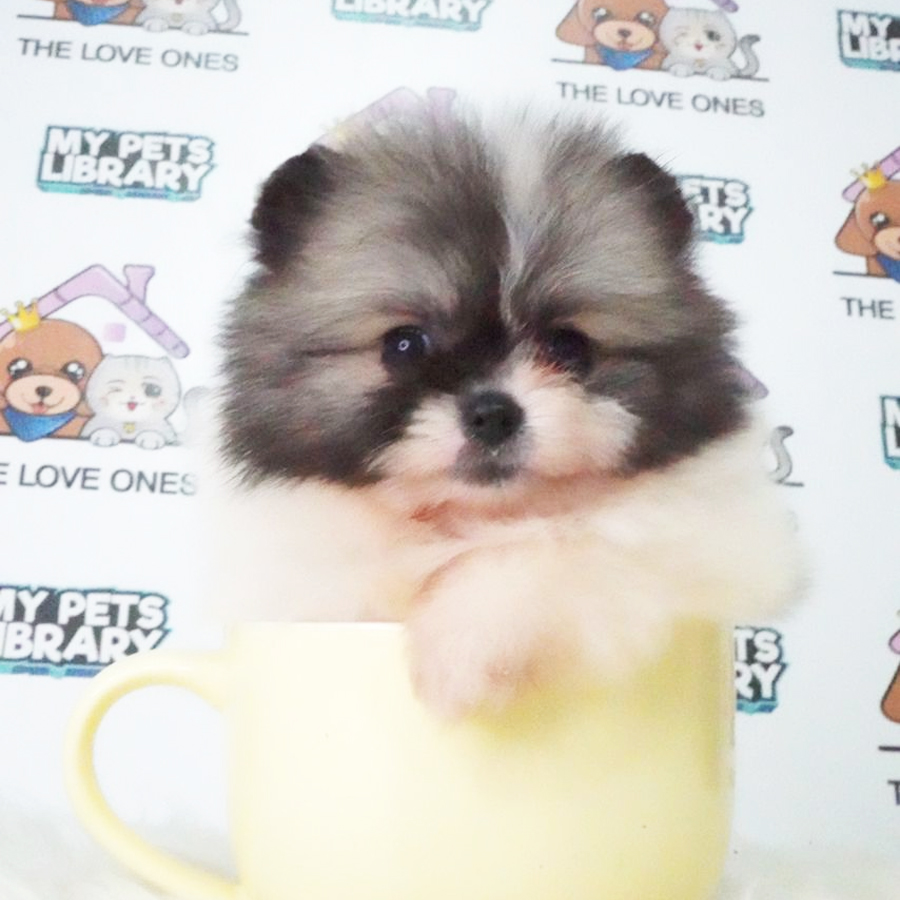 MKA Tiny Pomernaian Puppy (Female) For Sale