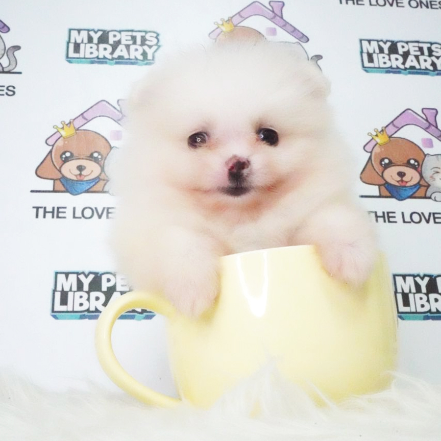 MKA Tiny Pomernaian Puppy (Male) For Sale