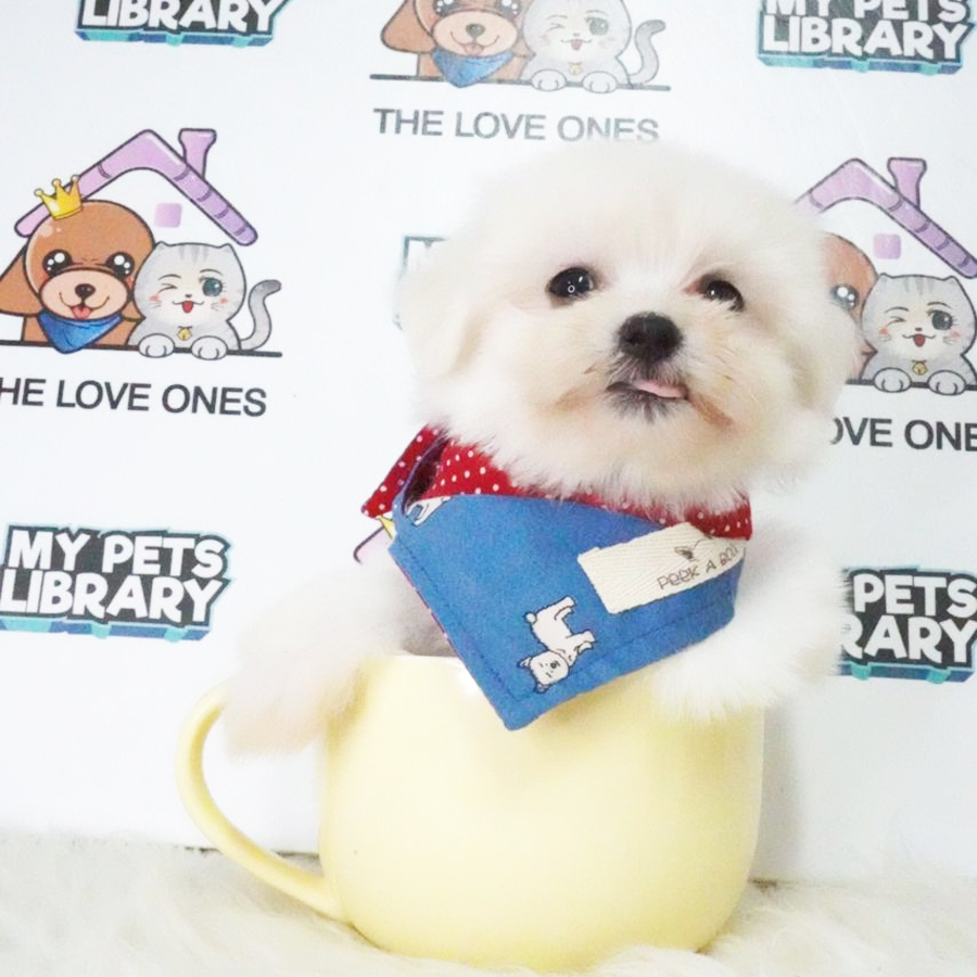 Tiny Maltese Puppy (Male) For Sale