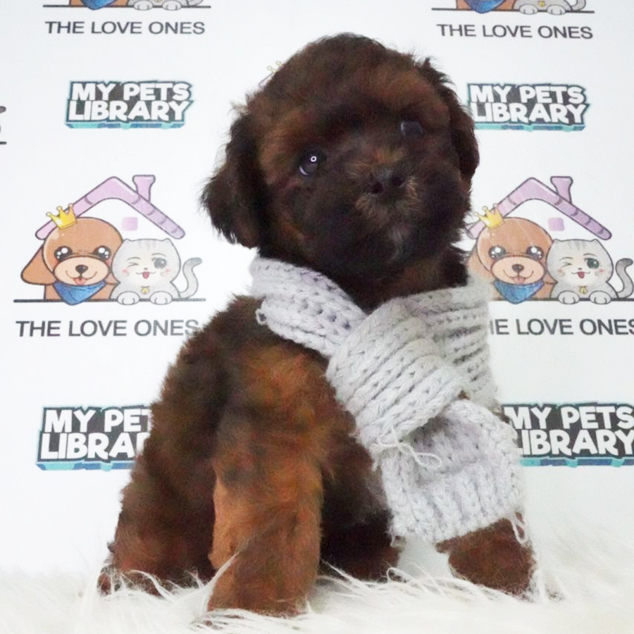 Toy Poodle Puppy (Male) For Sale