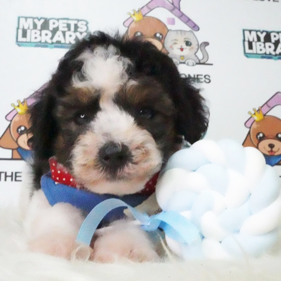 Toy Poodle Puppy (Male) For Sale