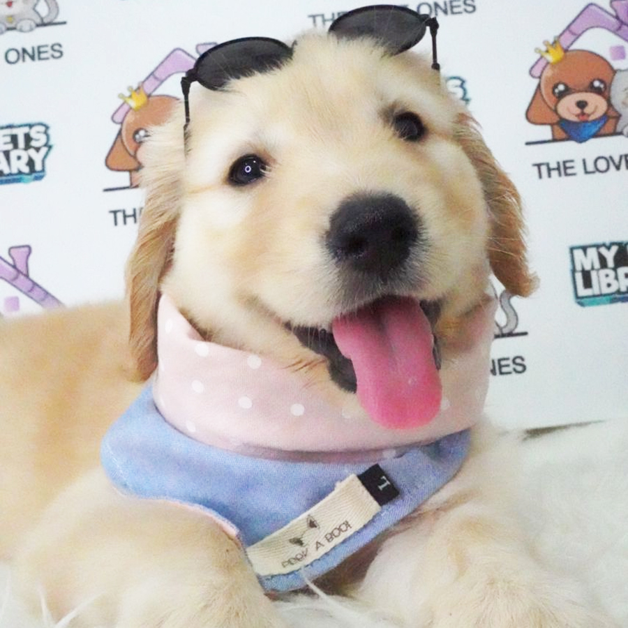MKA Golden Retriever Puppy (Male) For Sale