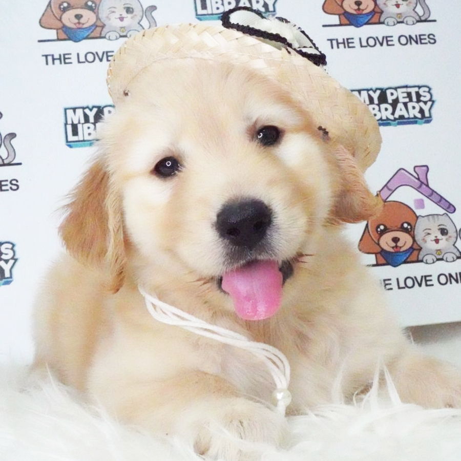 MKA Golden Retriever Puppy (Female) For Sale