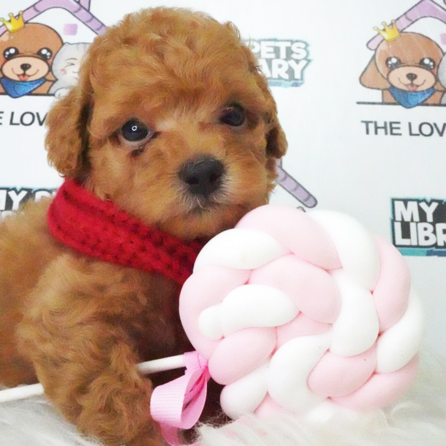 Tiny Poodle Puppy (Female) For Sale