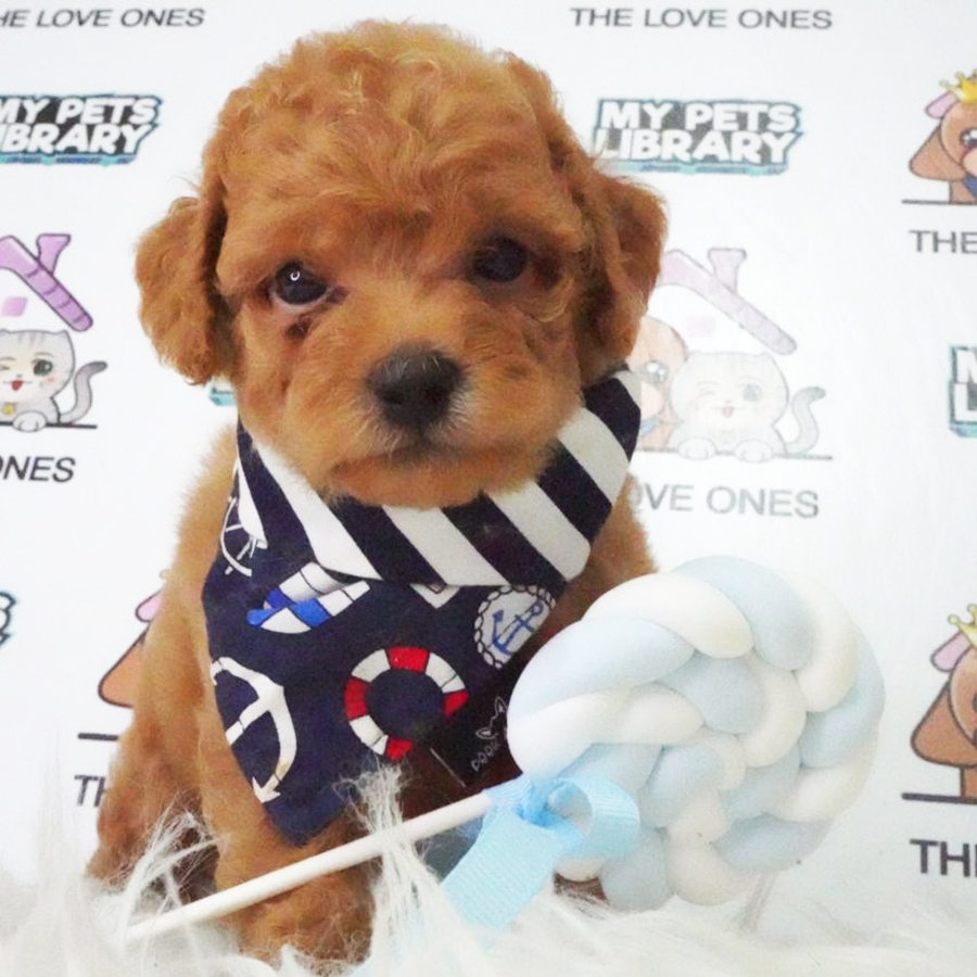Tiny Poodle Puppy (Male) For Sale