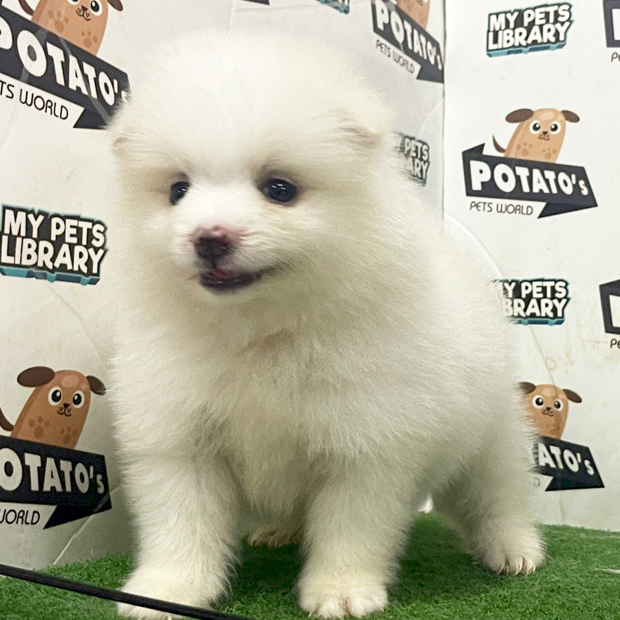 Pomernaian Puppy (Male) For Sale