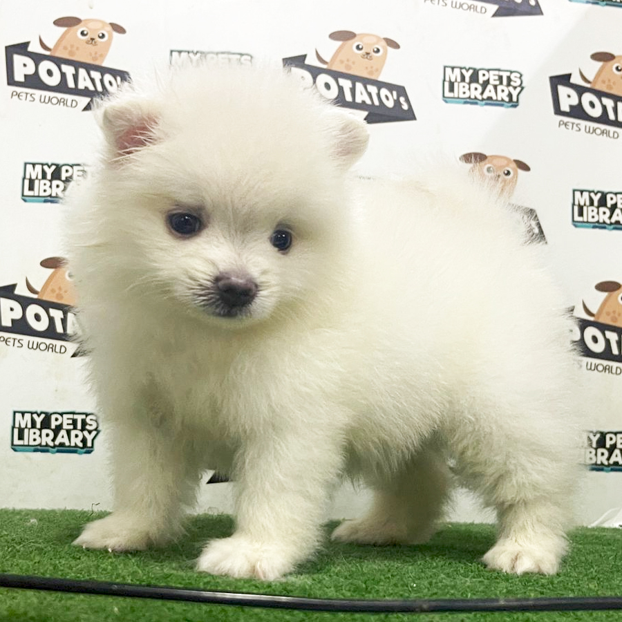Pomernaian Puppy (Male) For Sale