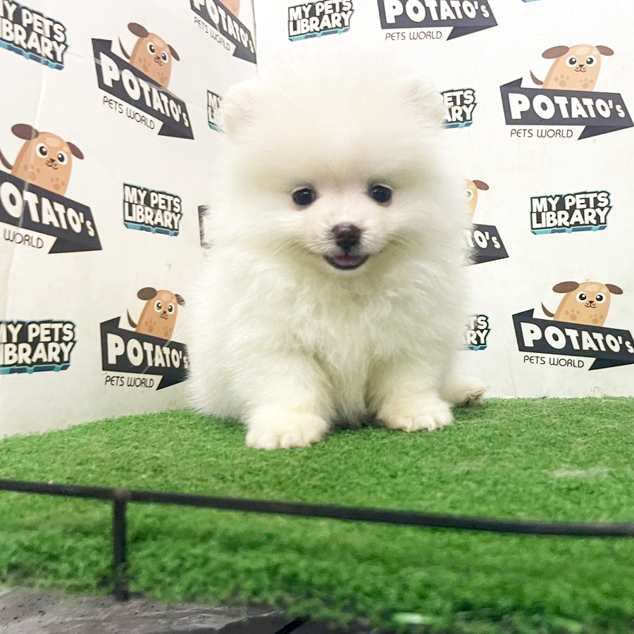 Pomernaian Puppy (Female) For Sale